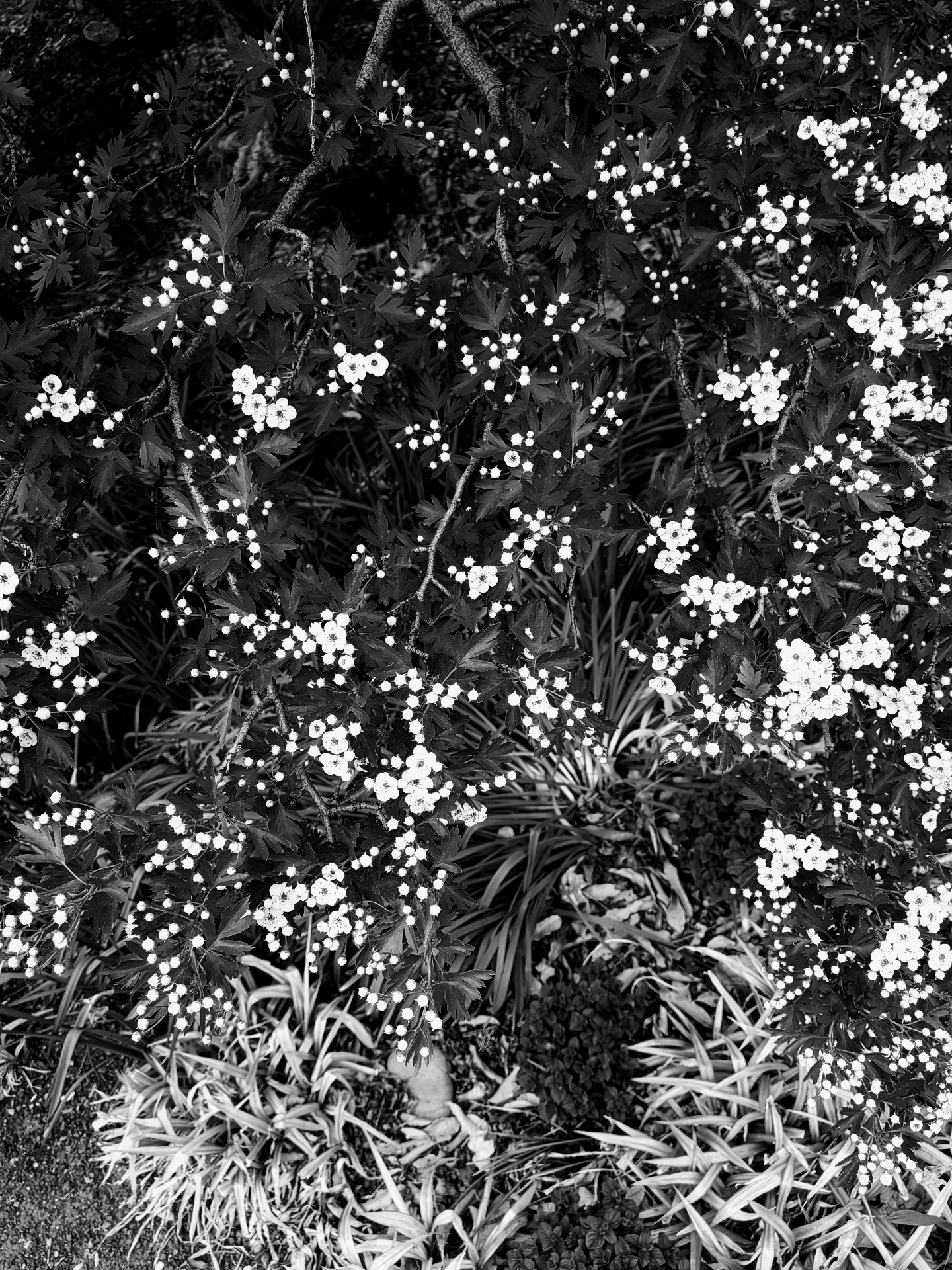 Hawthorn blossoms over dark foliage and grass