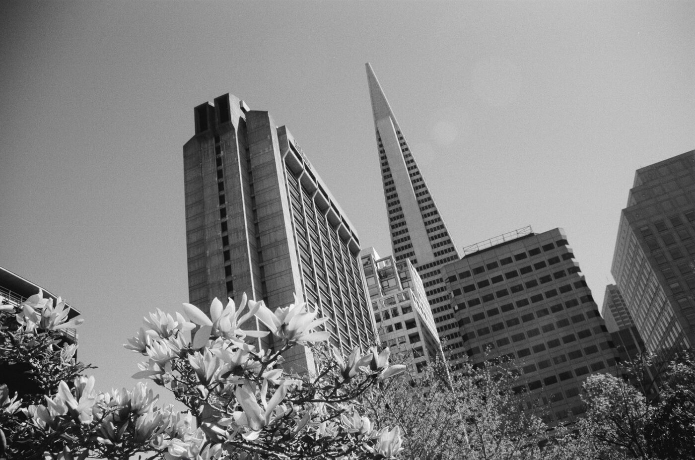 Film frame