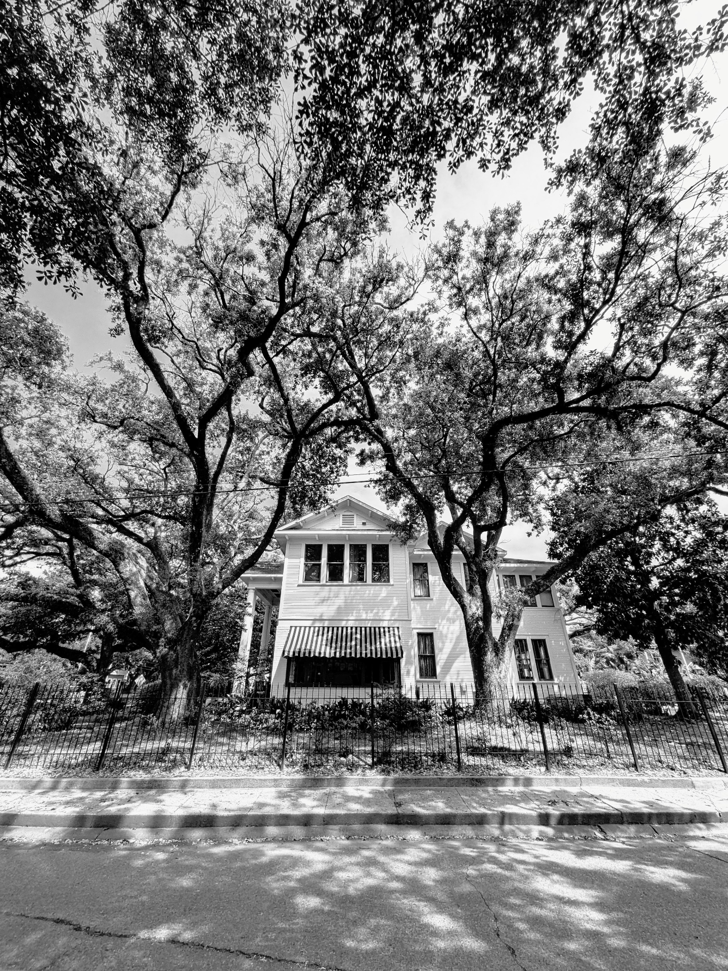 White two-story house framed by sprawling live oak branches