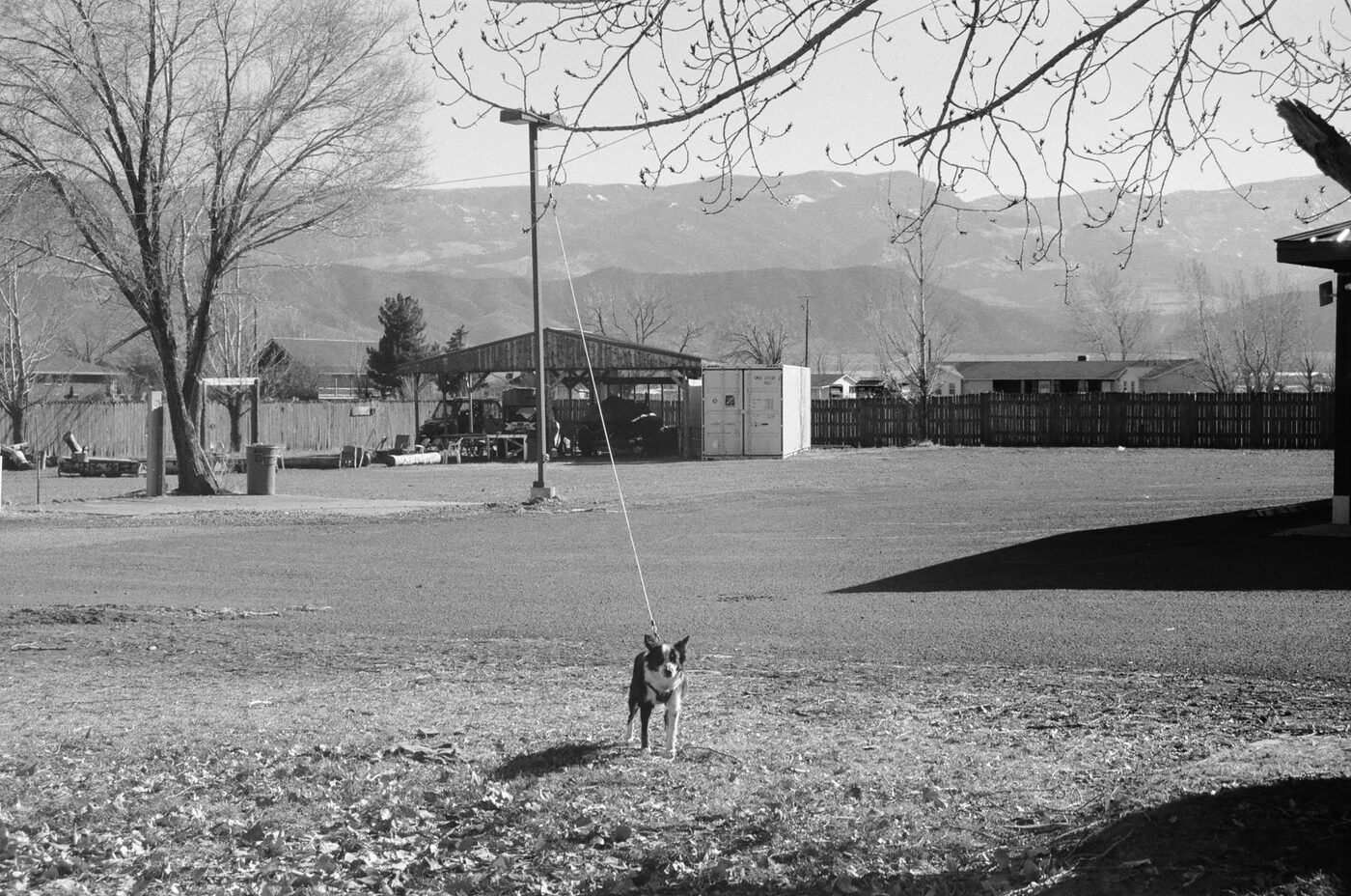 Small dog tethered in a wide gravel lot with mountains behind